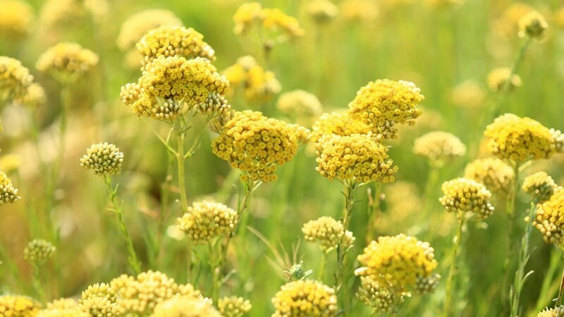 コルシカ生まれのハーブスキンケア＿NUCCA