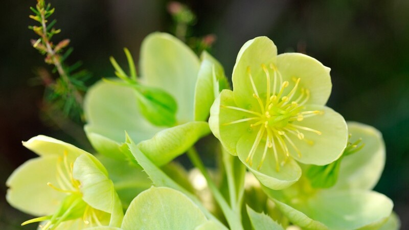 コルシカ生まれのハーブスキンケア＿NUCCA