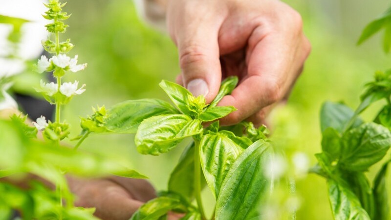 Our Farm　自家農園
