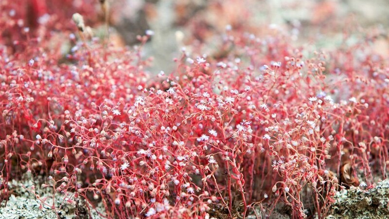 コルシカ生まれのハーブスキンケア＿NUCCA