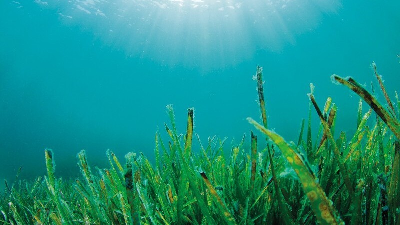 フランス生まれ海由来のスキンケア＿THALGO