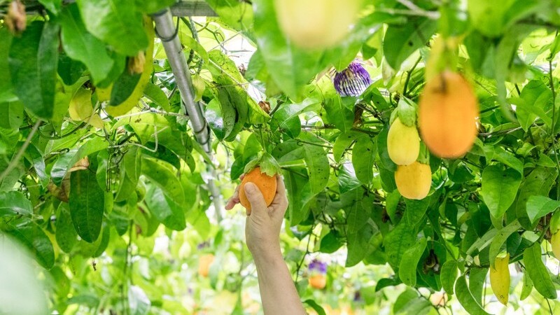 Our Farm　自家農園