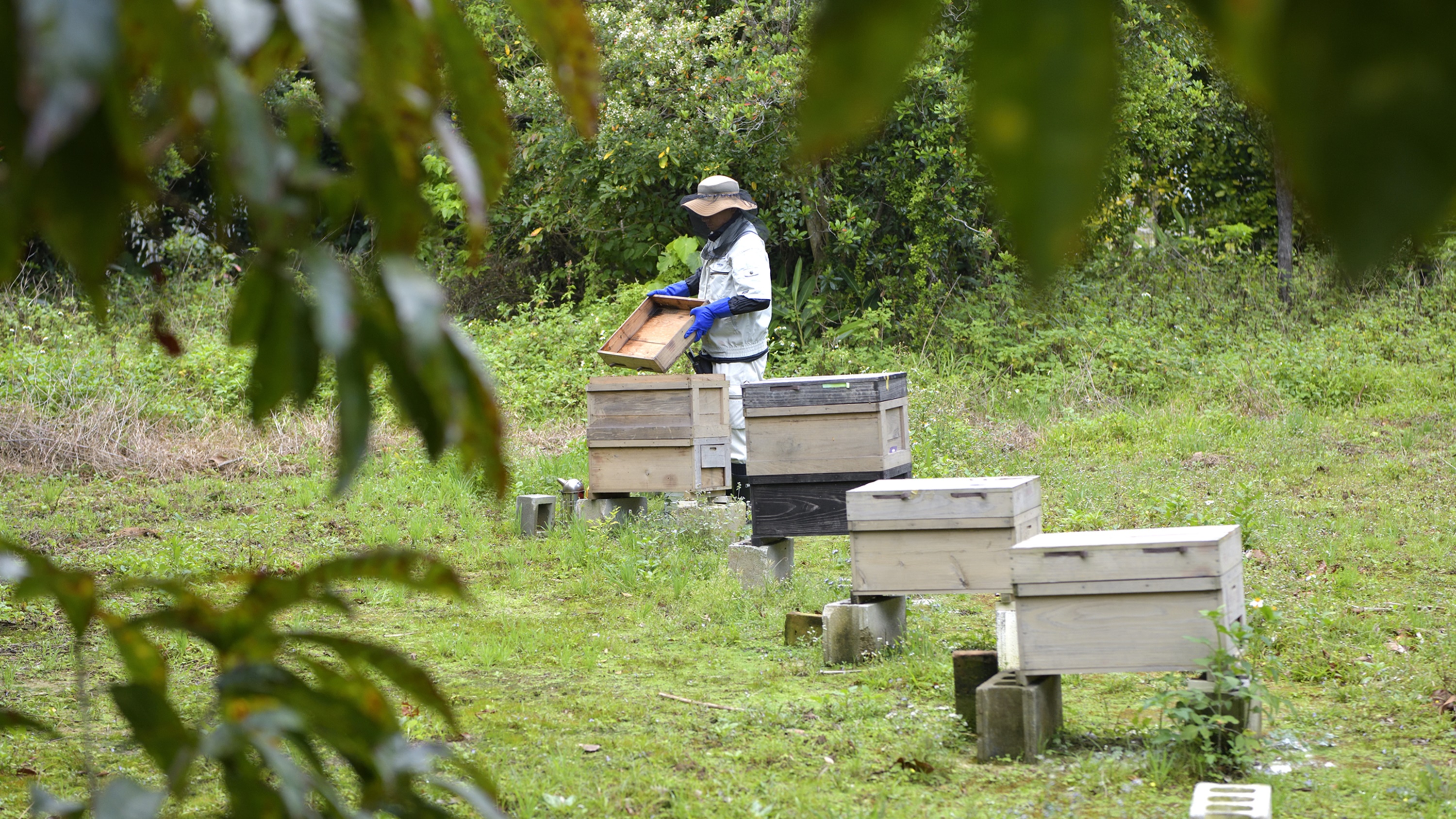 Atta Honey／ザ・ガーデンで採れた天然ハチミツ