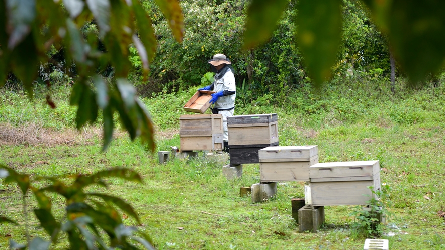 Atta Honey／ザ・ガーデンで採れた天然ハチミツ