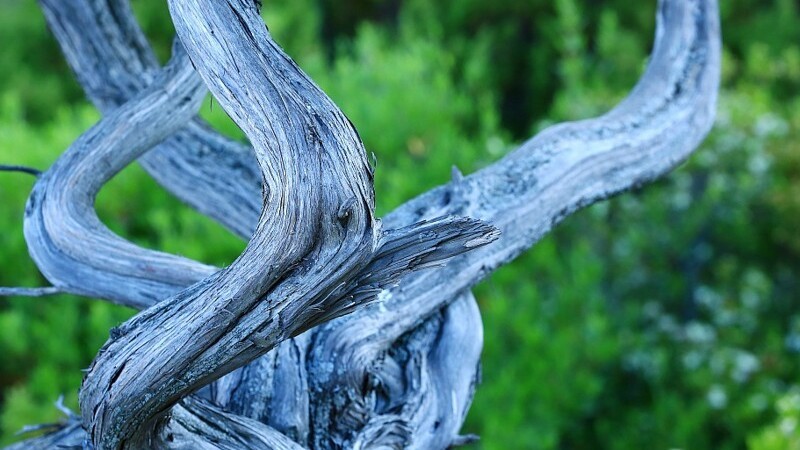 コルシカ生まれのハーブスキンケア＿NUCCA