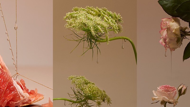 コルシカ生まれのハーブスキンケア＿NUCCA