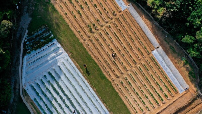 Our Farm　自家農園