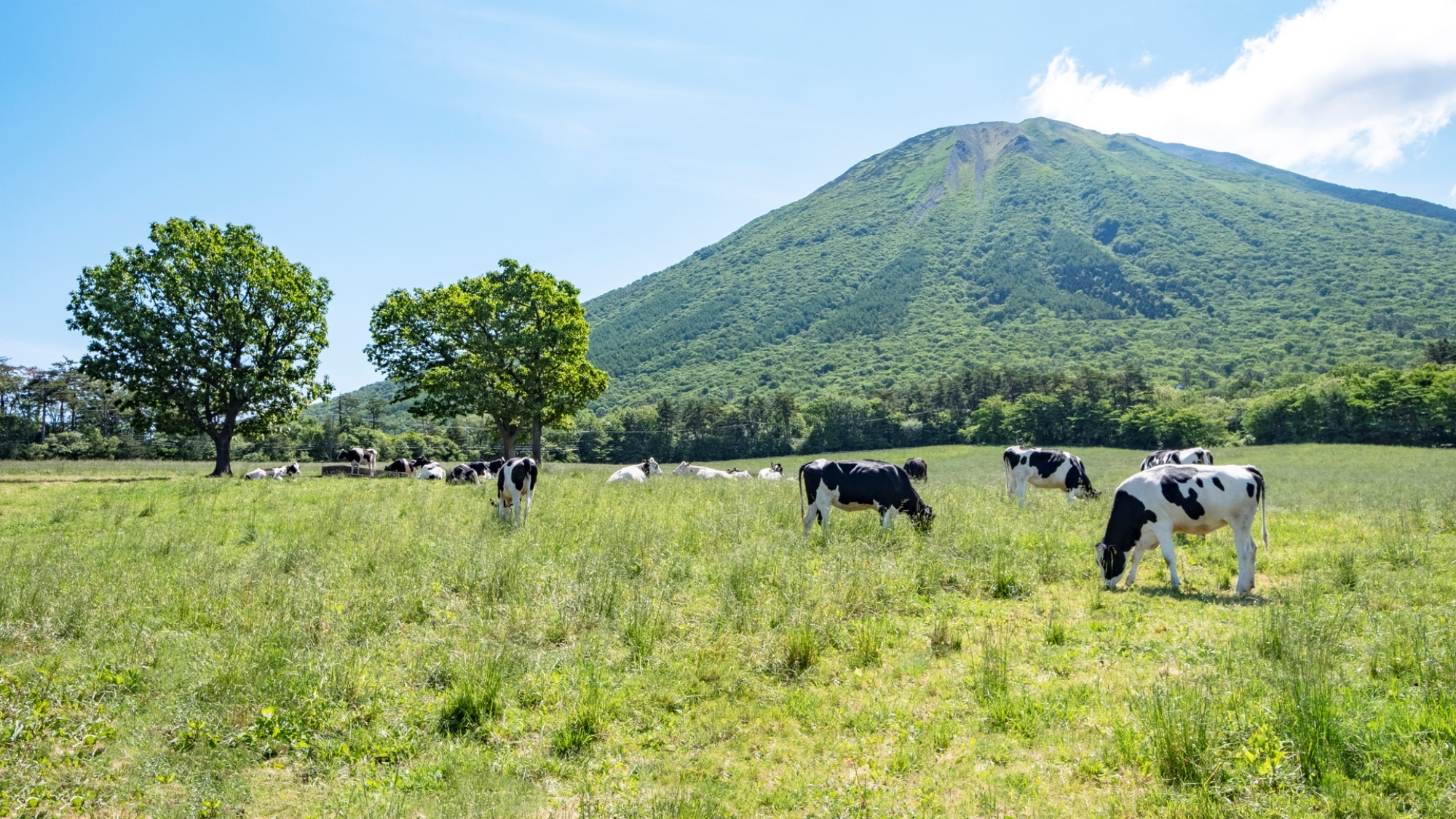 【当館から車で約40分】大山を望む牧場で、乳製品を楽しめる「大山まきばみるくの里」