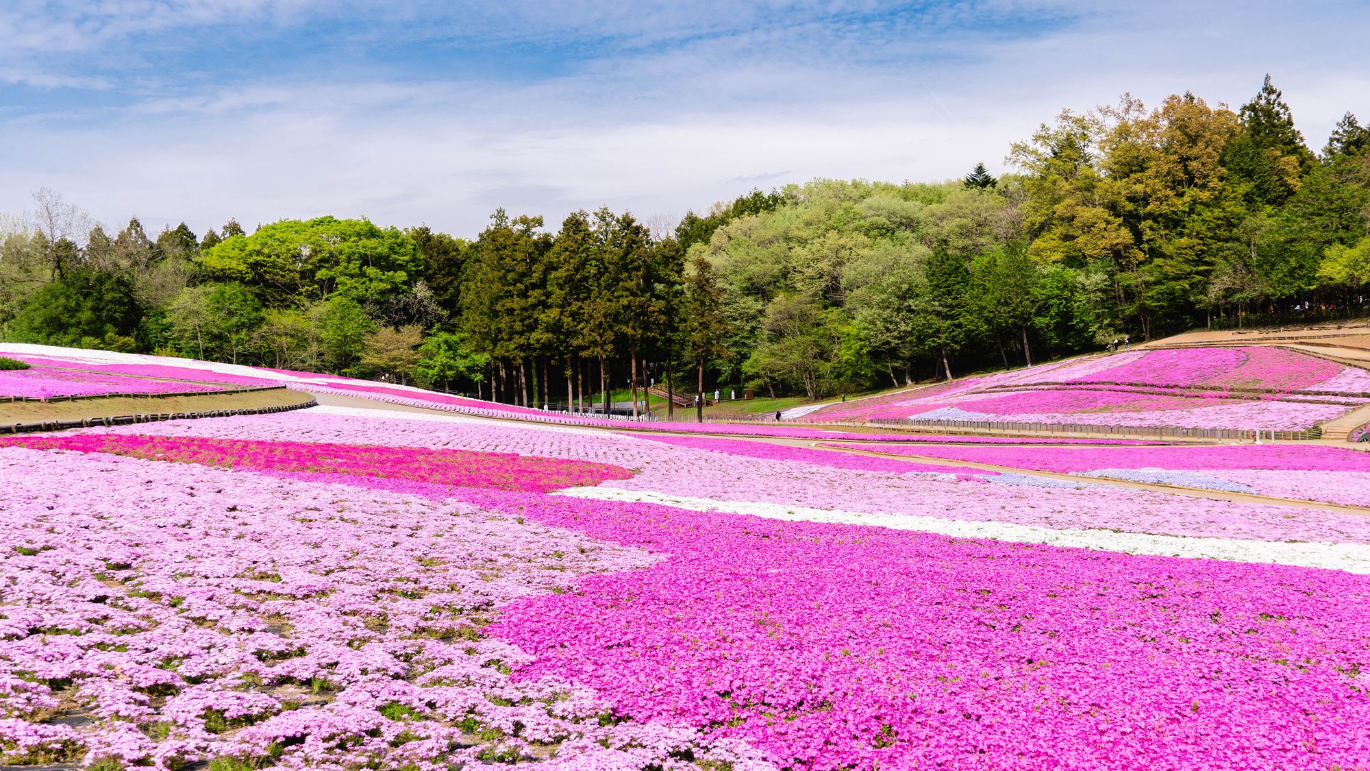 羊山公園 芝桜の丘