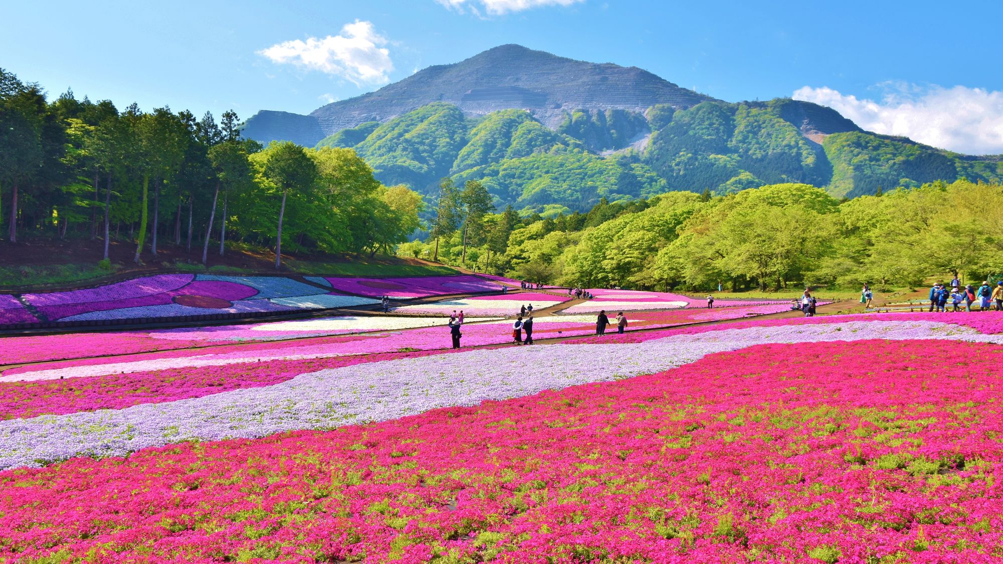 「芝桜の丘」桜まつり