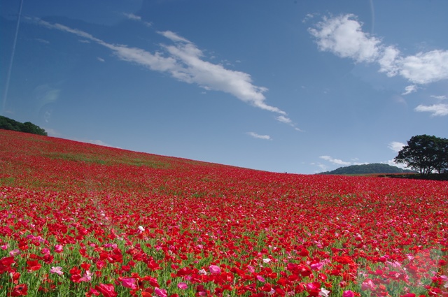 天空のポピー
