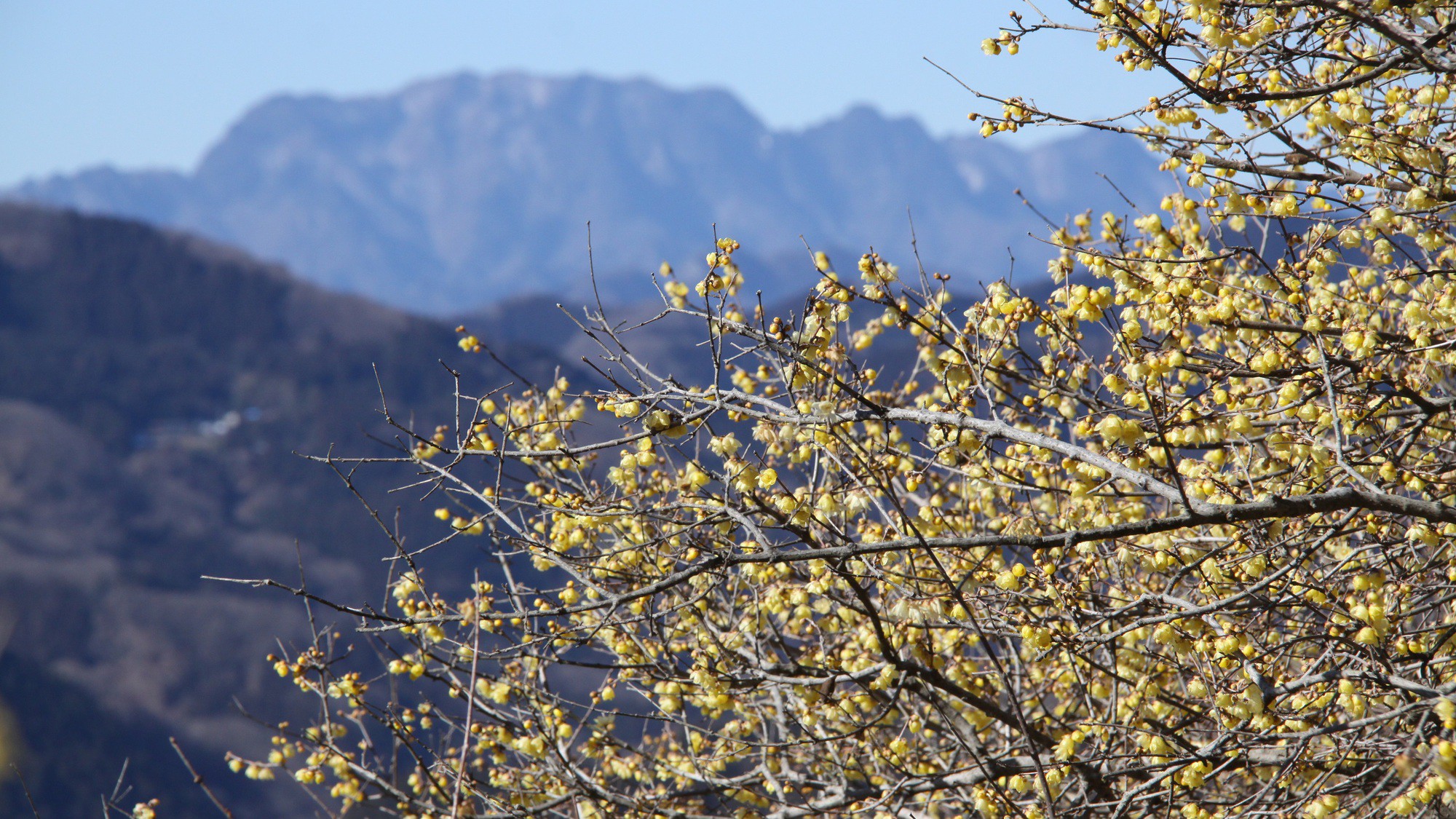 長瀞のロウバイ
