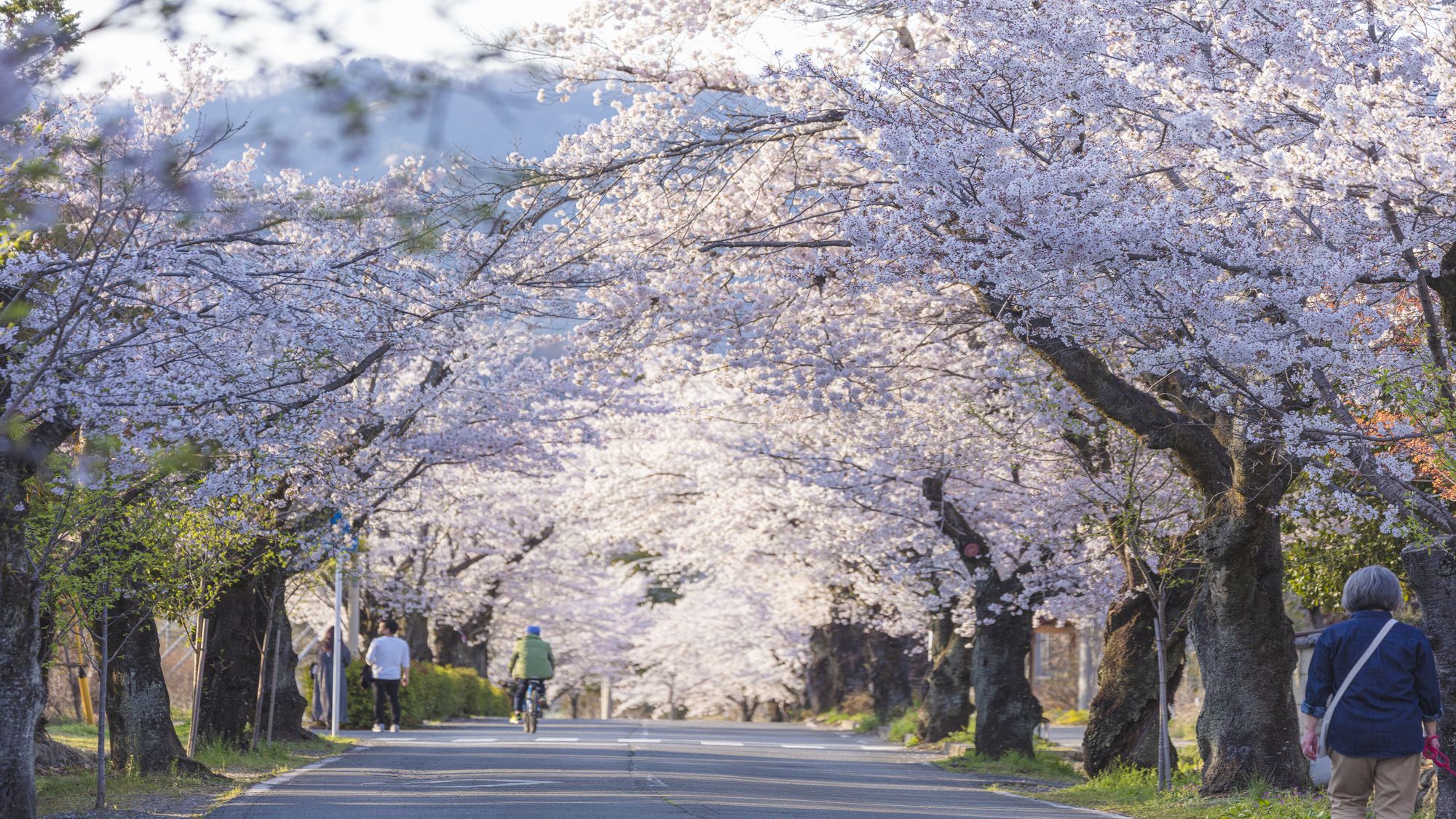 長瀞北桜通り（桜のトンネル）
