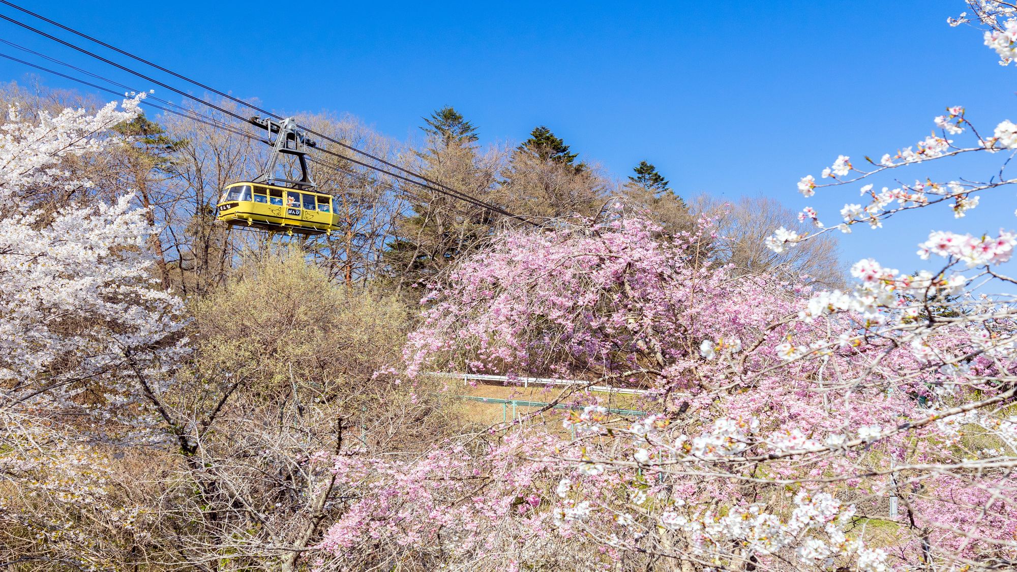 長瀞通り抜けの桜