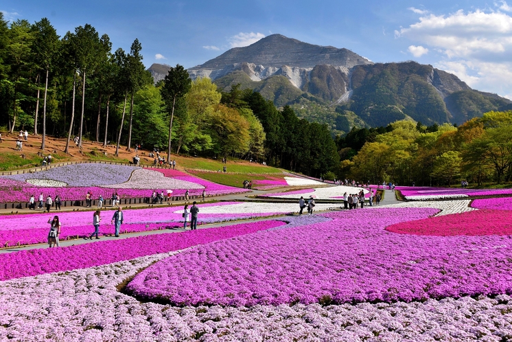 羊山公園の芝桜