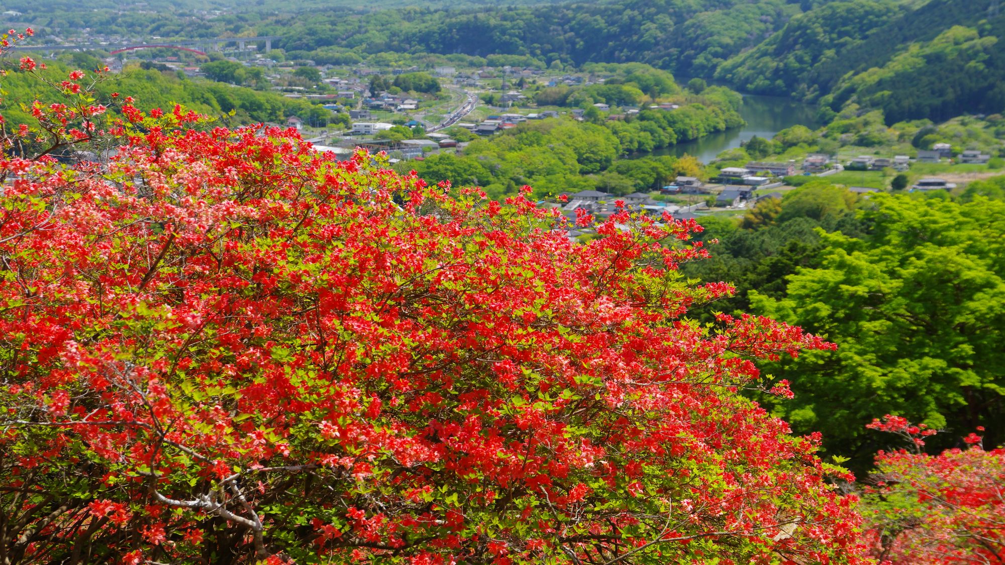 金尾山公園のつつじ