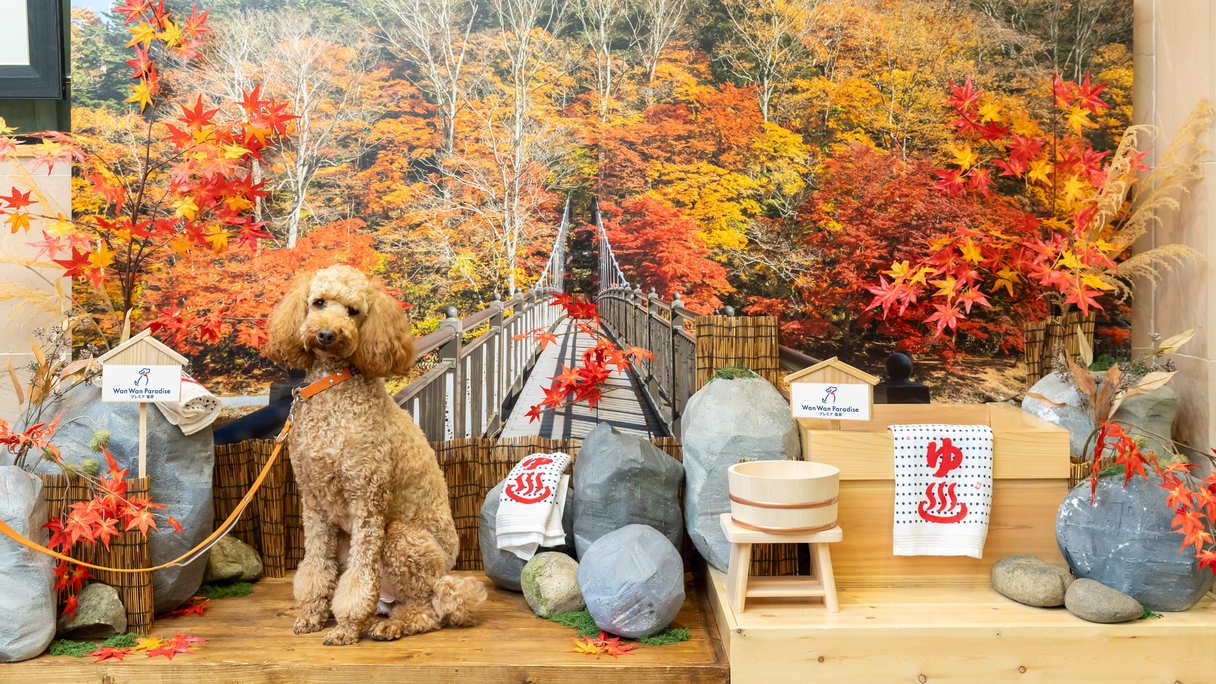 【10％OFF】【楽天スーパーSALE】国産牛ステーキをメインにした洋風会席《スタンダード会席》