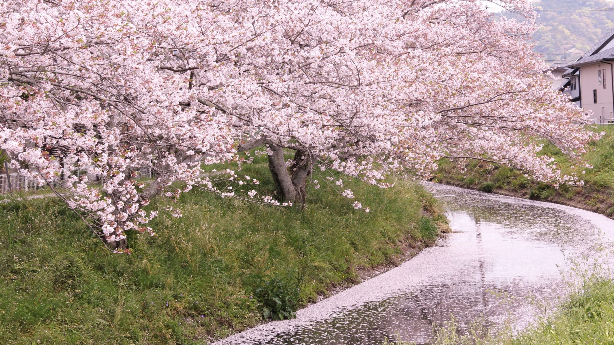 坂本高草川沿いの桜