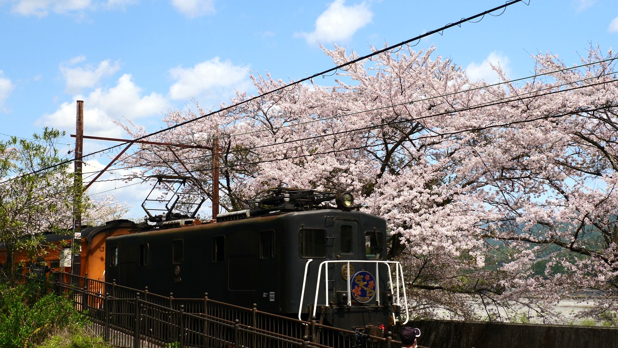 EL急行「さくら」例年3月下旬から4月上旬の桜シーズン運行