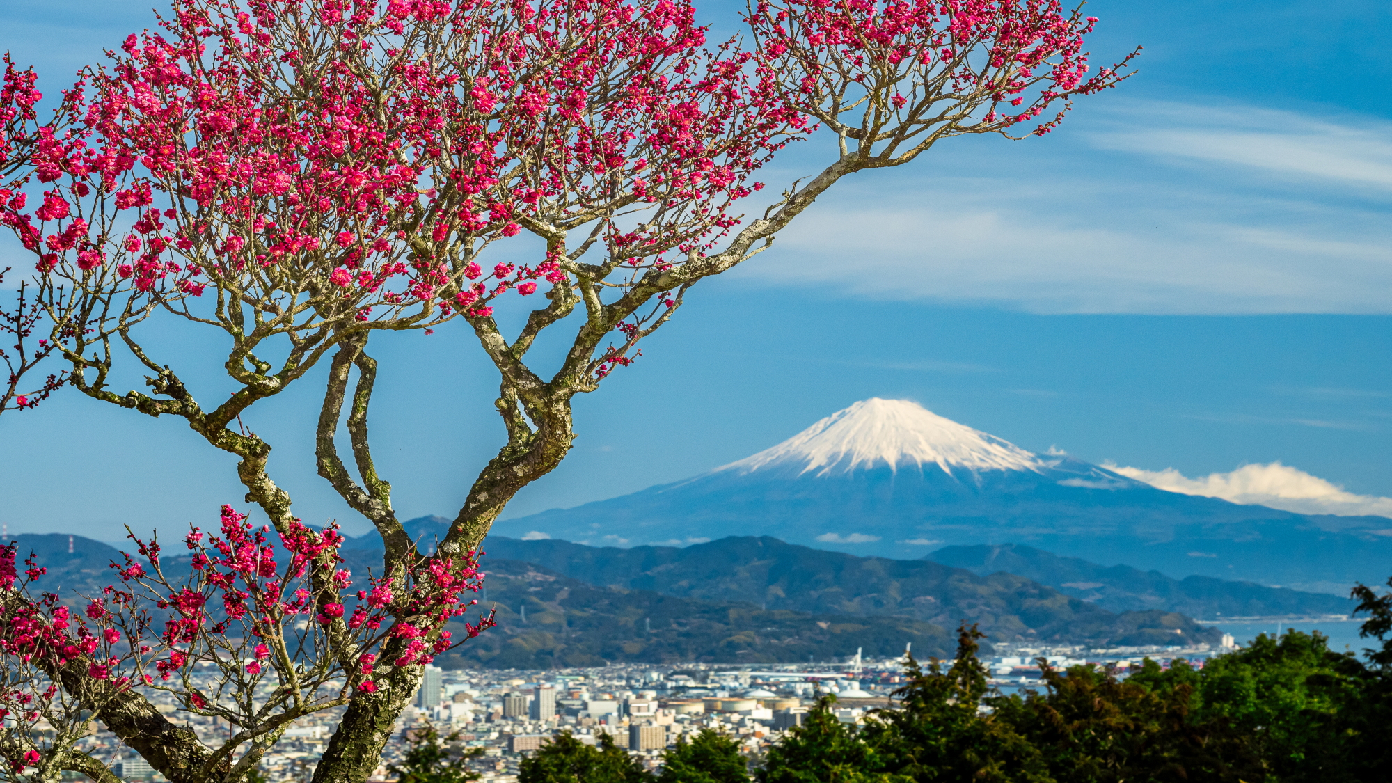 日本平梅園