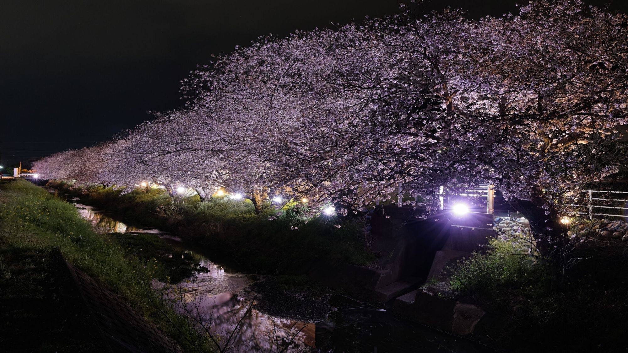 坂本高草川沿いの桜（夜桜）