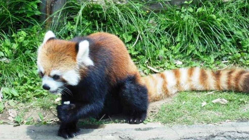 【静岡市立日本平動物園】可愛いレッサーパンダ　当宿から約19㎞　車で約31分