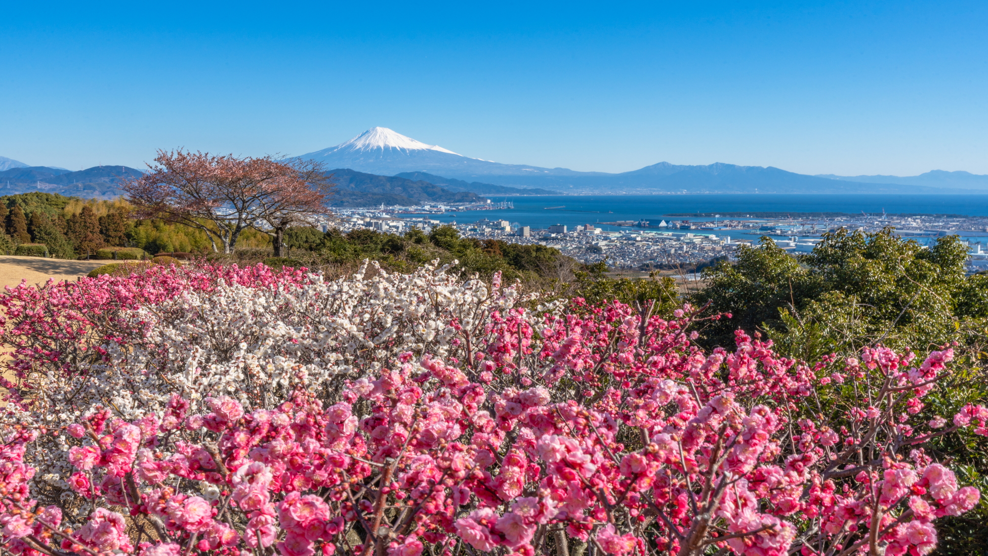 日本平梅園