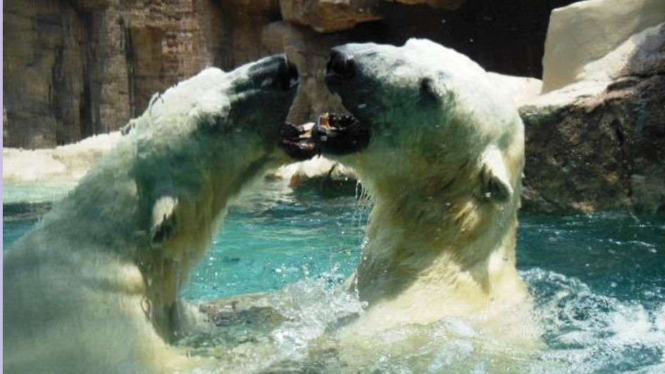 【静岡市立日本平動物園】人気のホッキョクグマ　当宿から約19㎞　車で約31分