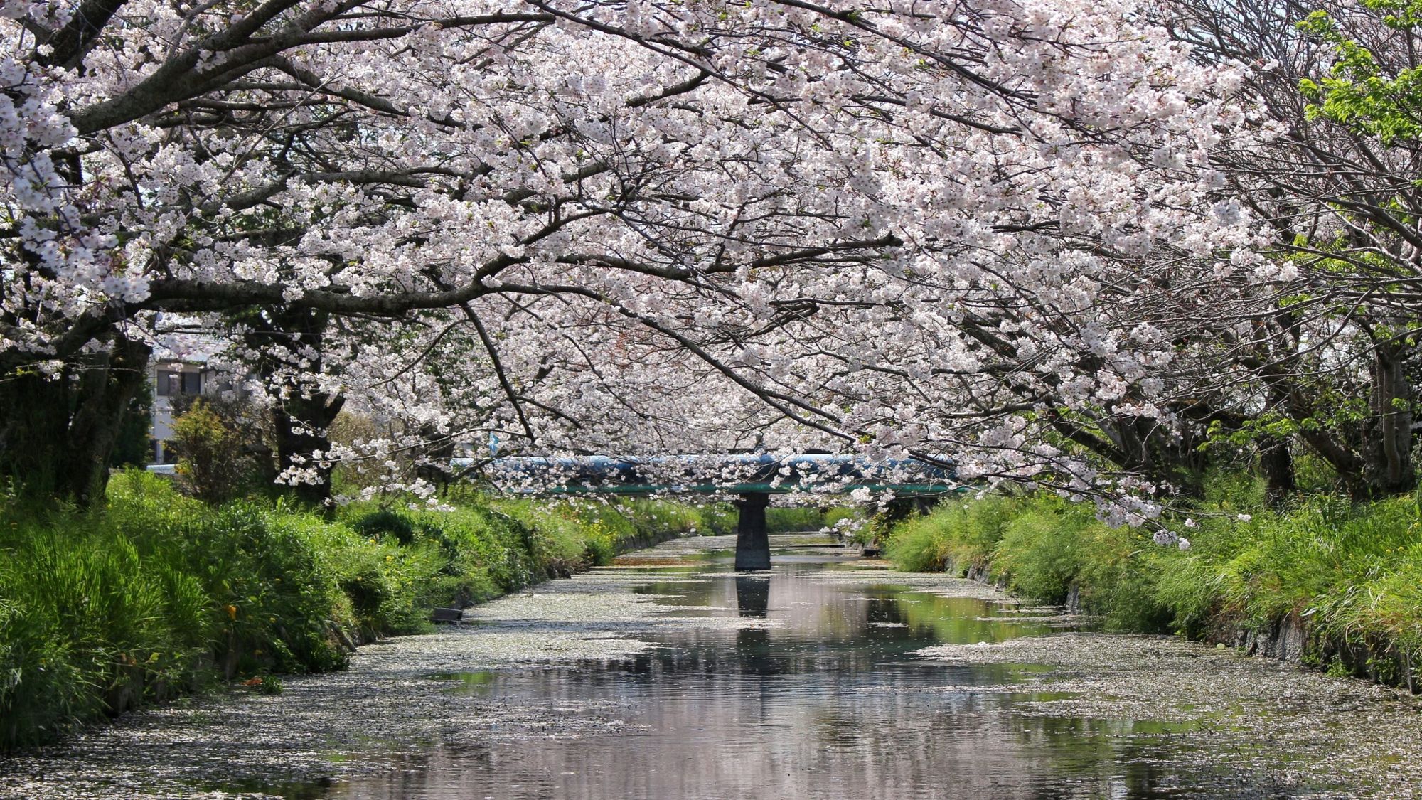 大住黒石川沿いの桜