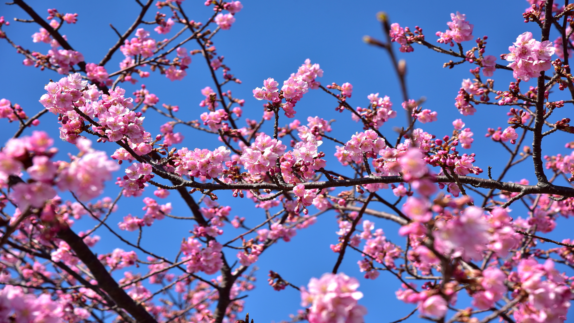 朝比奈川早咲き桜（イメージ）