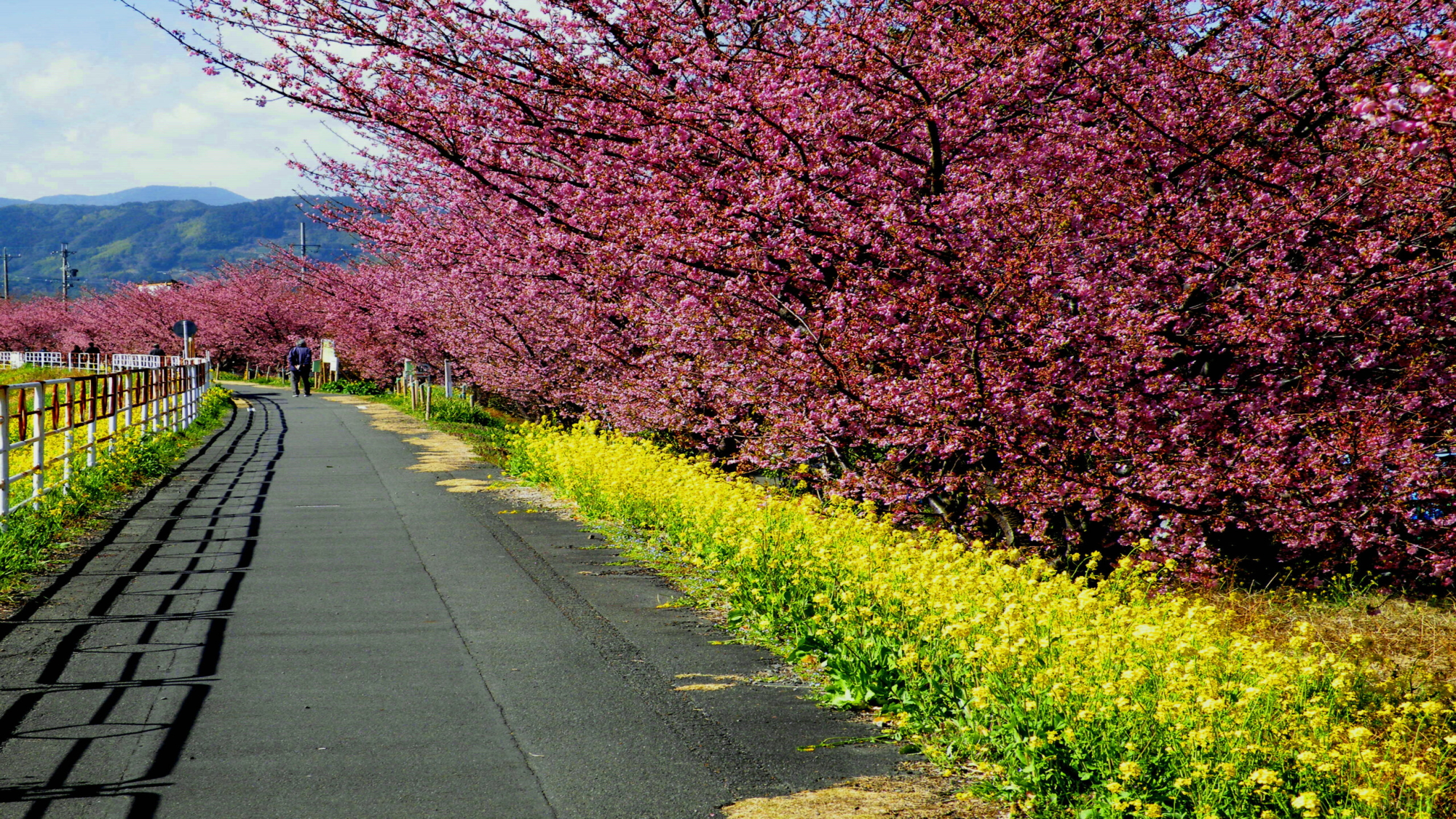 朝比奈川早咲き桜（イメージ）