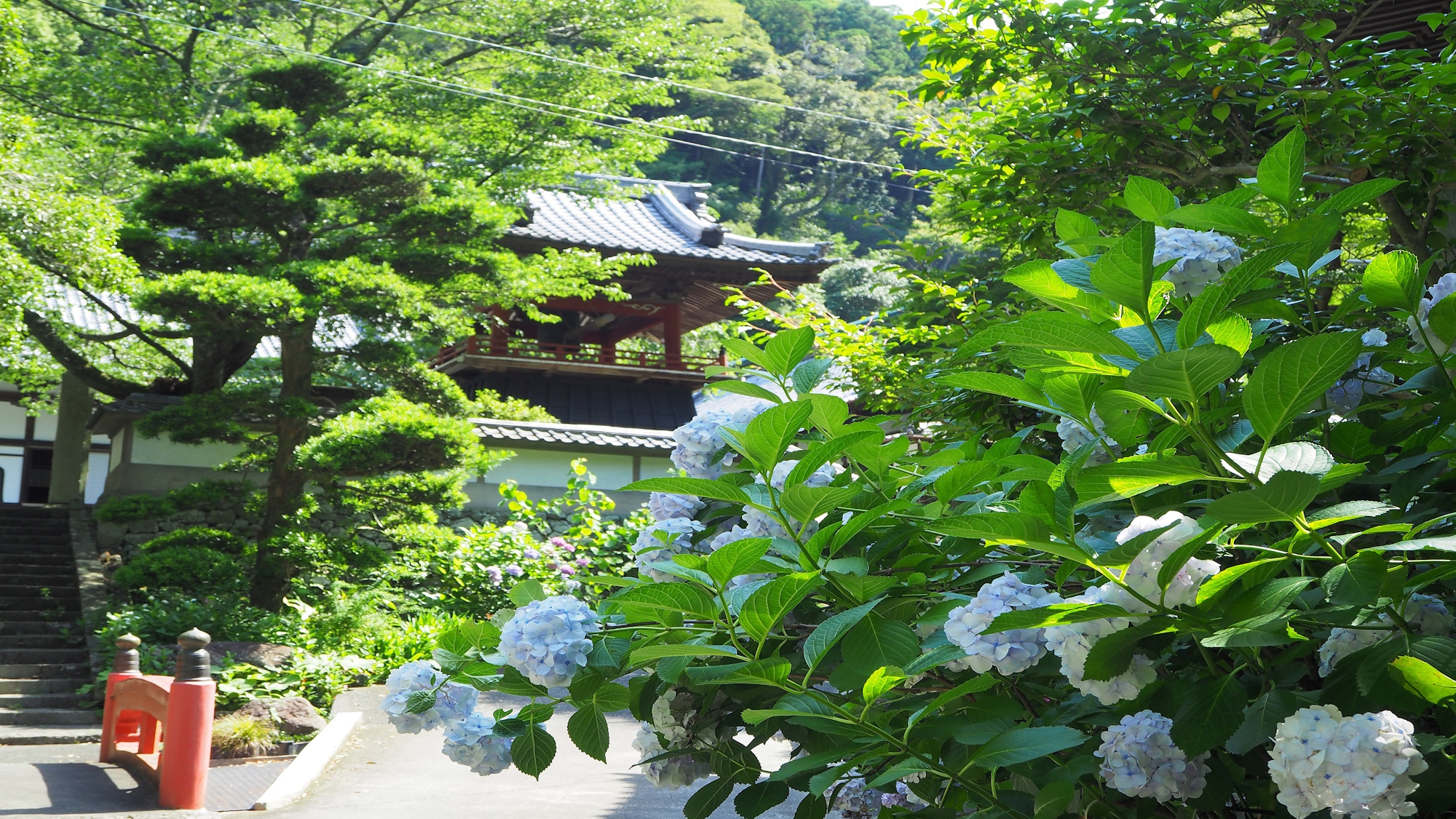 アジサイ寺／林叟院