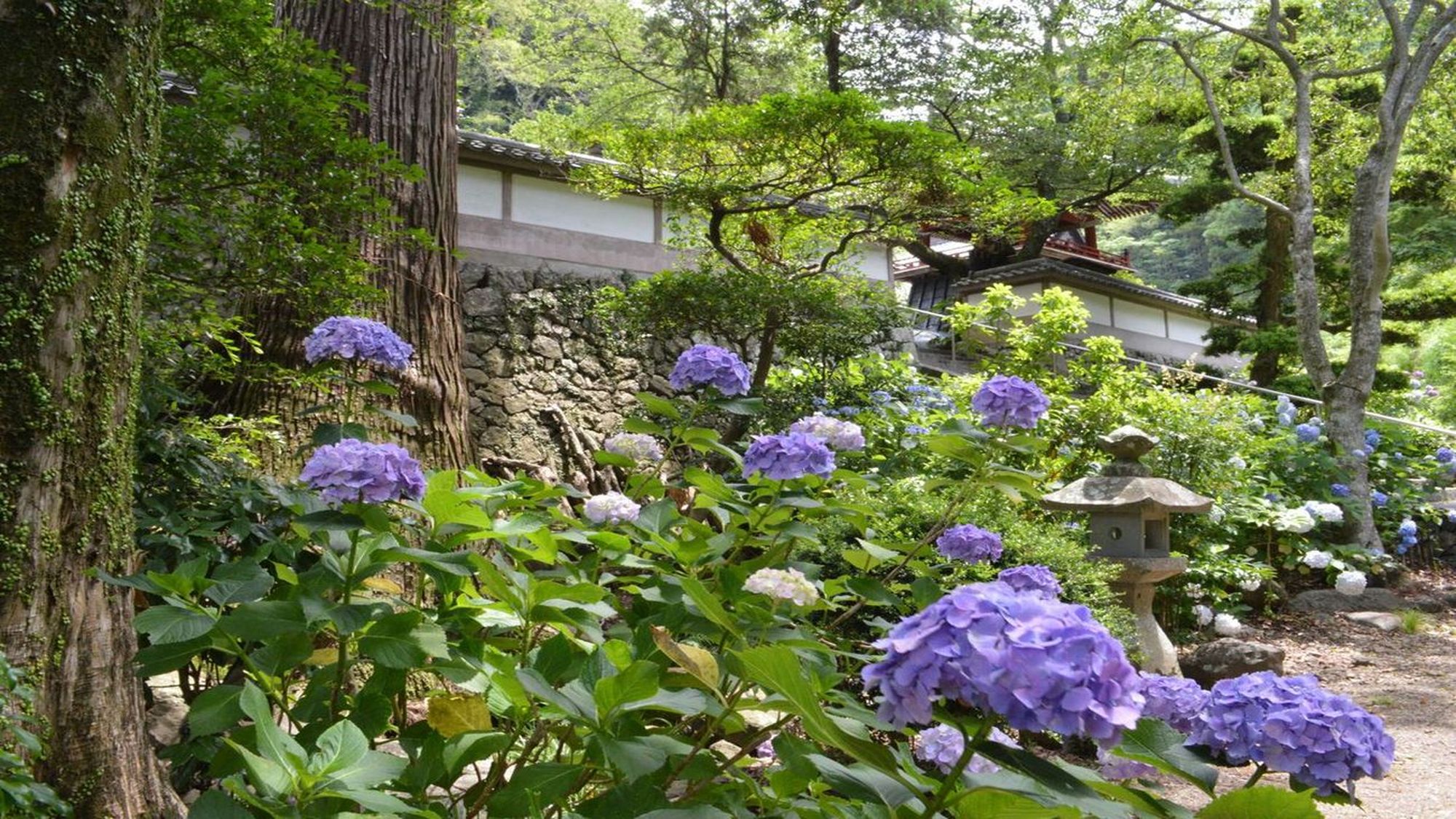 焼津のアジサイ寺