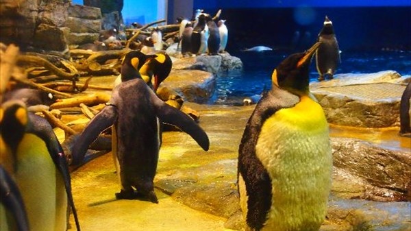 ◆市立しものせき水族館【海響館】ペンギン村