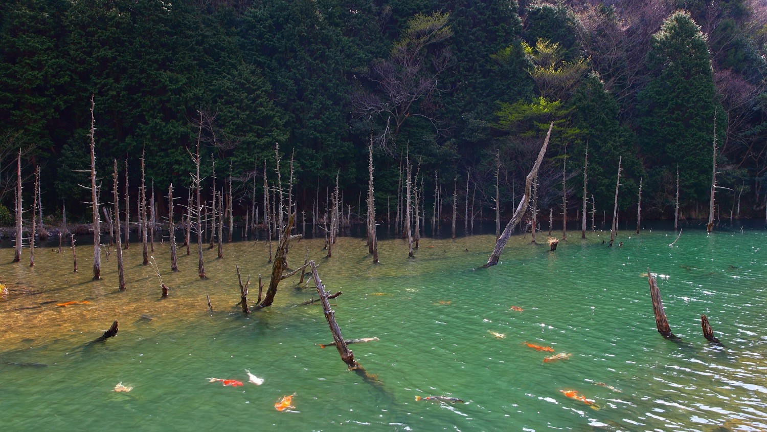 ◆一の俣桜公園(提供：下関観光コンベンション協会)