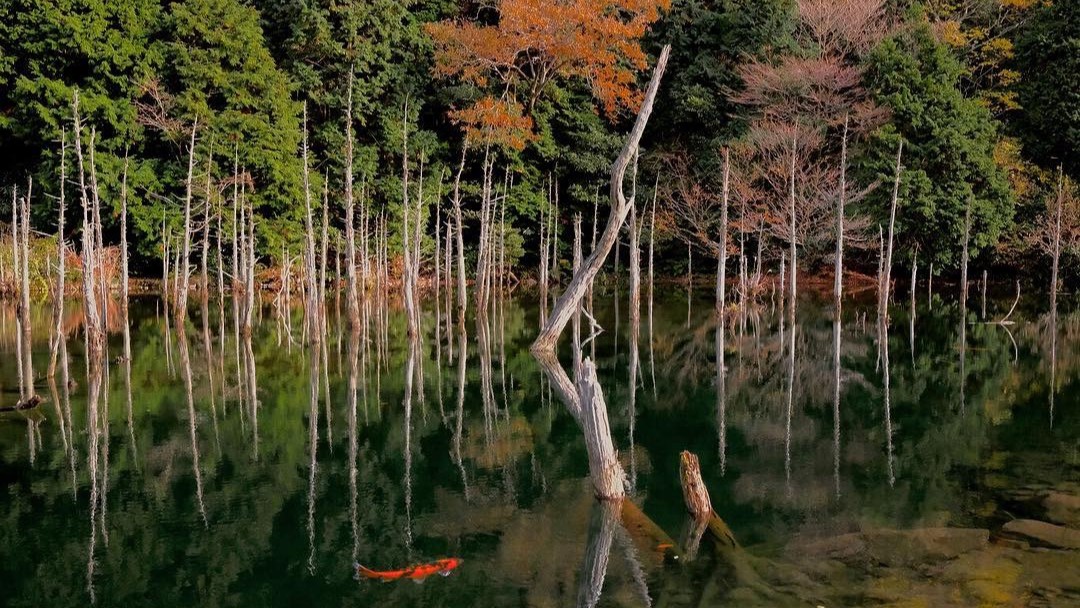 ◆一の俣桜公園(提供：下関観光コンベンション協会)