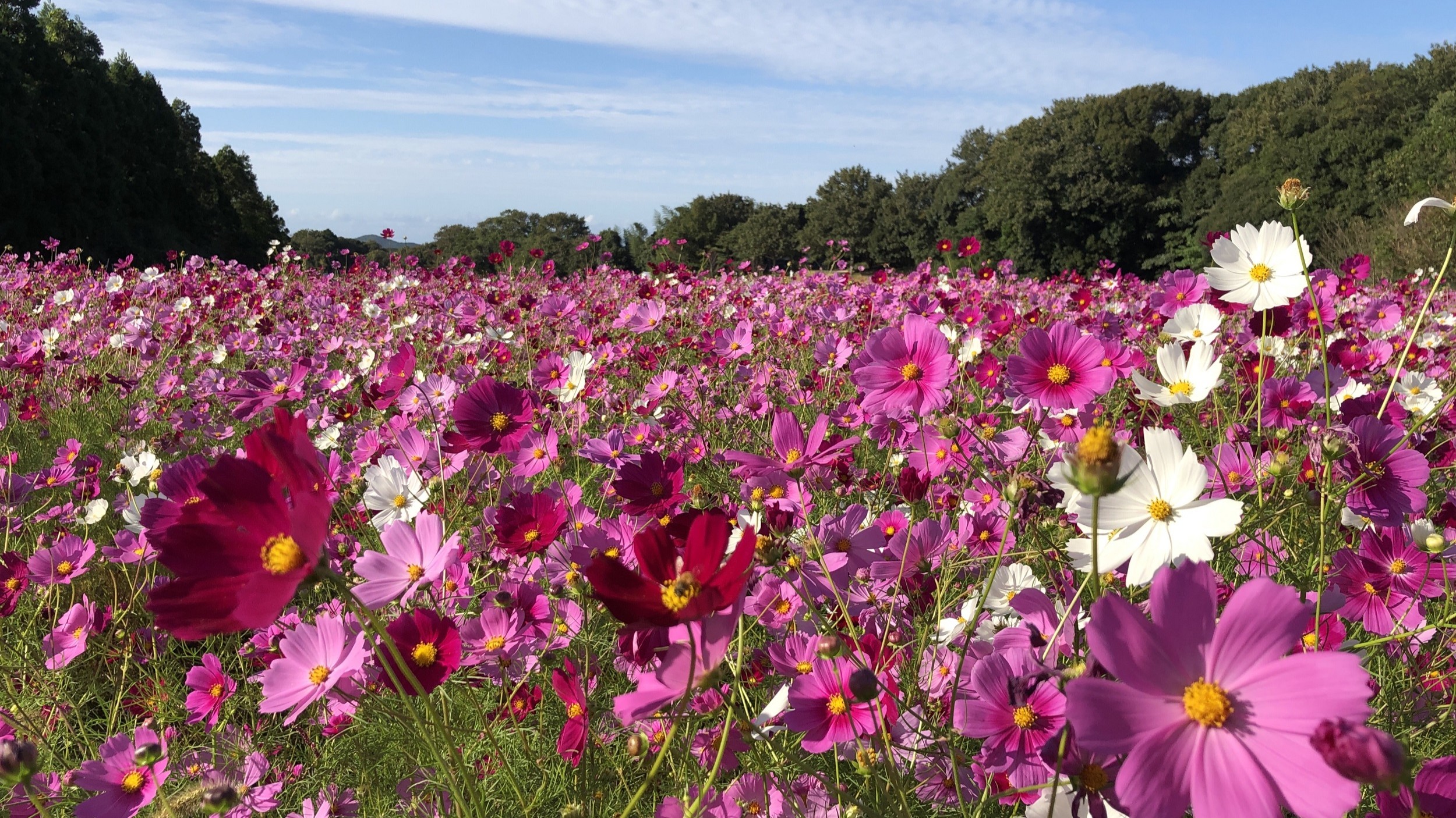 ◆豊浦リフレッシュパーク～コスモス～(提供：下関観光コンベンション協会)