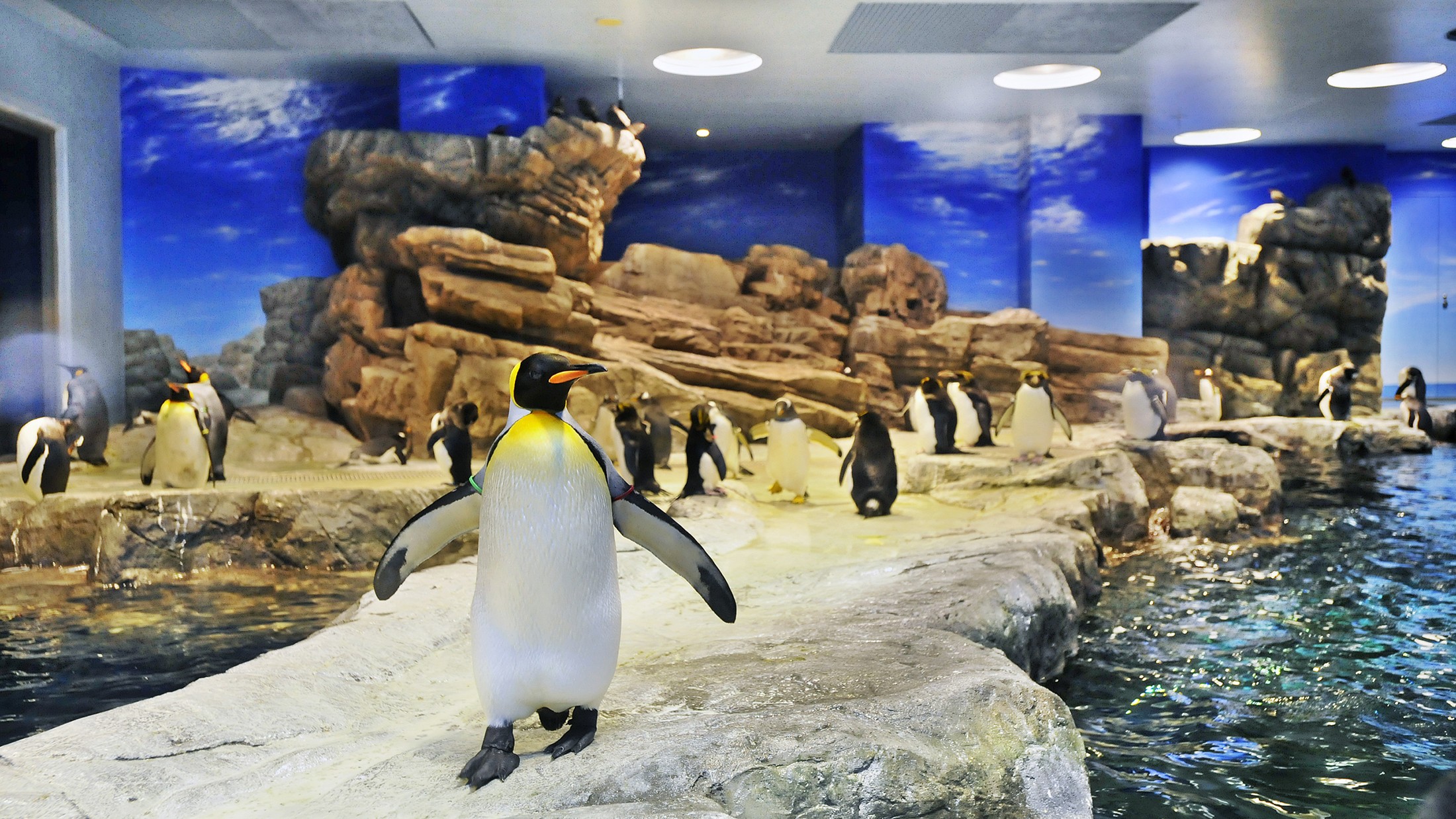 ◆海響館～ペンギン村亜南極ゾーン～(提供：下関観光コンベンション協会)