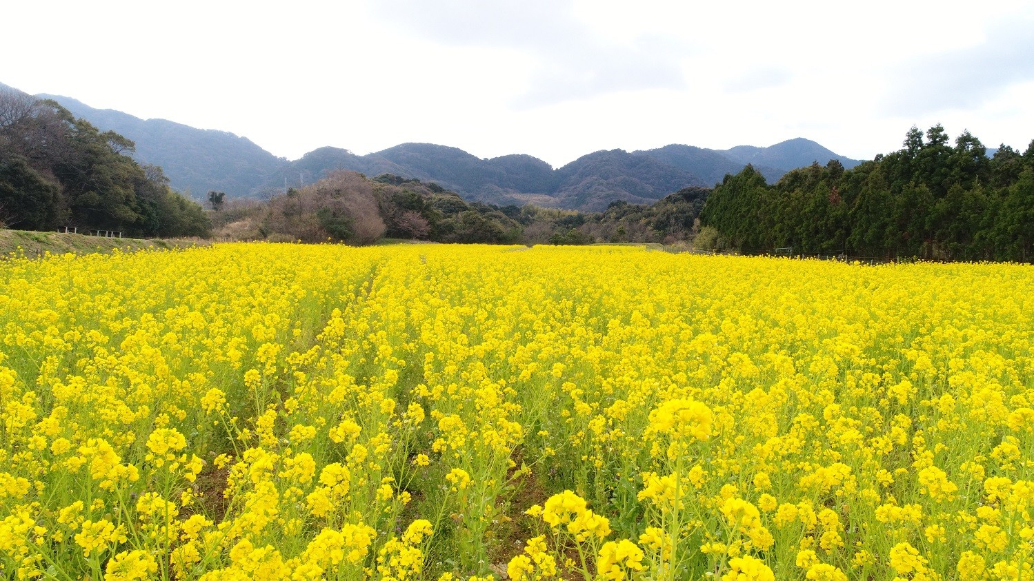 ◆豊浦リフレッシュパーク～菜の花～(提供：下関観光コンベンション協会)