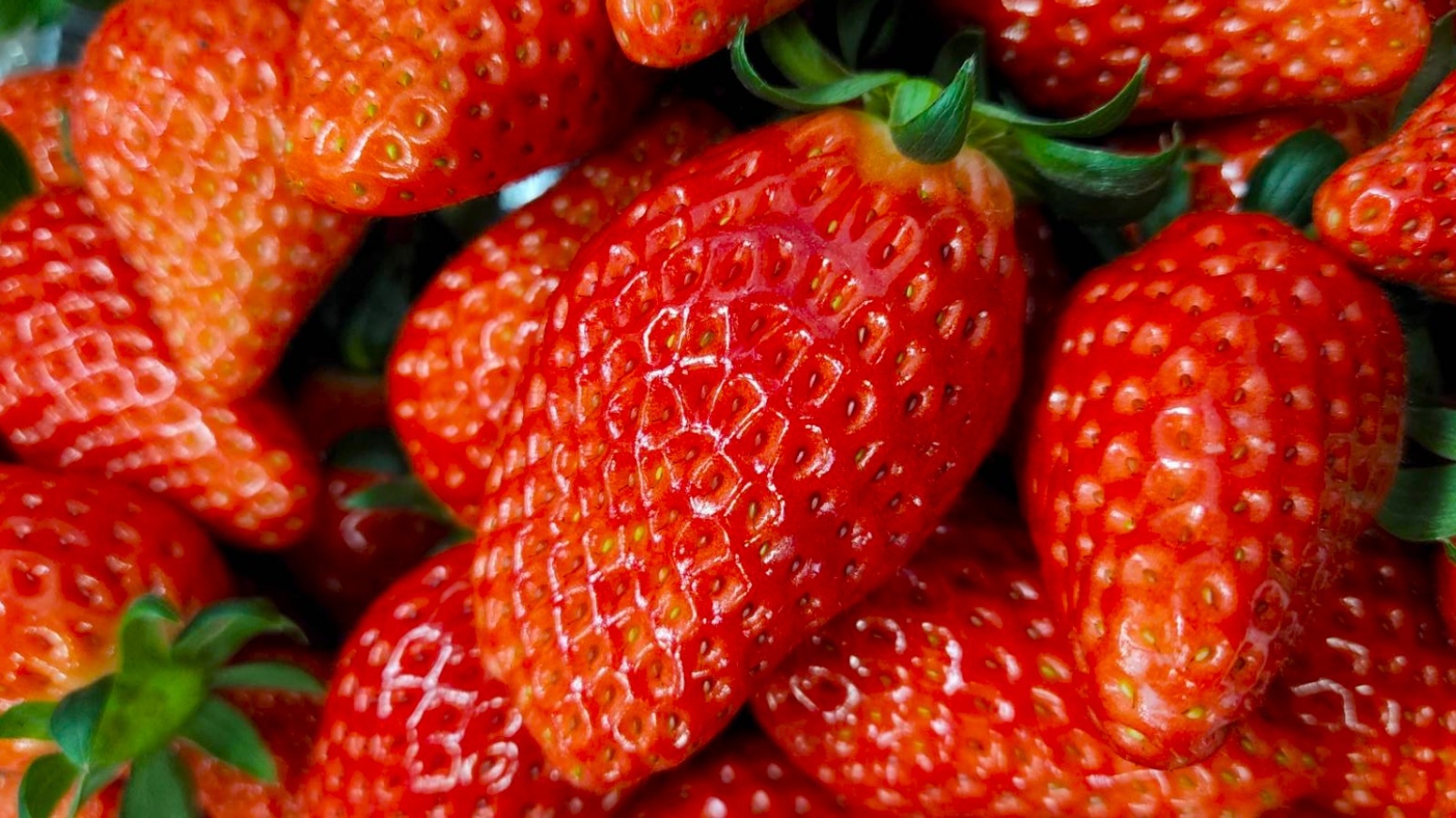 【いちご狩り】甘〜い苺が食べ放題★いちご狩りの後には自慢の温泉でリラックス★長良会席