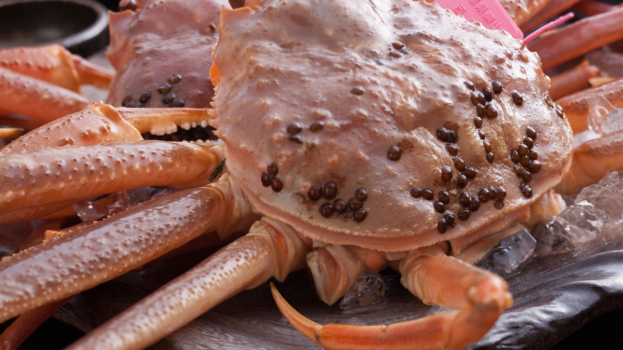 見つけた人はラッキー☆【日にち限定／お値段八分目！】人気の活け松葉がに使用の腹八分目プラン２０％オフ