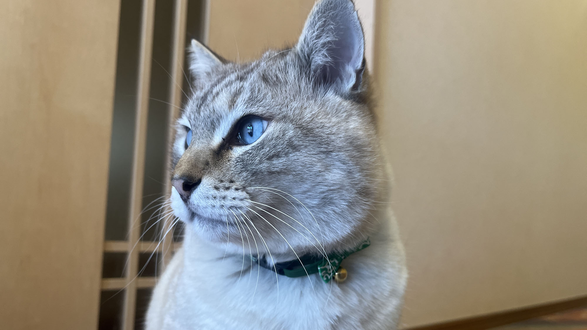 看板猫のとんちゃん*