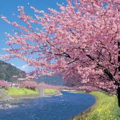 2月中旬から３月上旬にかけては河津桜が楽しめます♪