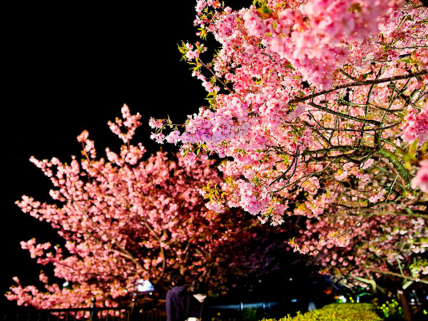 河津桜（ライトアップ）