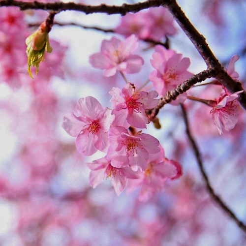 今年の桜も綺麗に咲いています（河津）