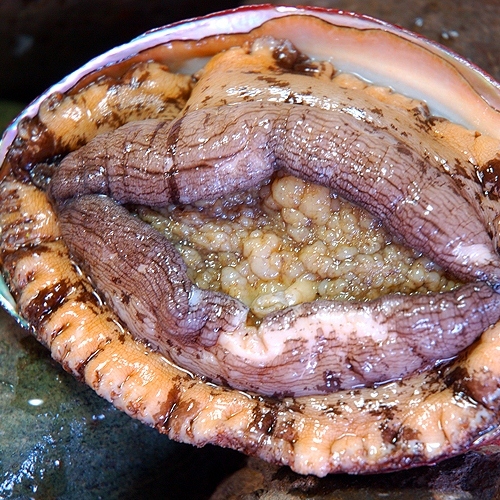 人気プラン！豪華三昧【静岡県産】鮑、伊勢海老、地金目鯛＆刺し盛り付１泊２食付き