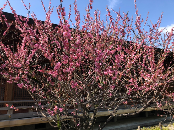春の京都・桜