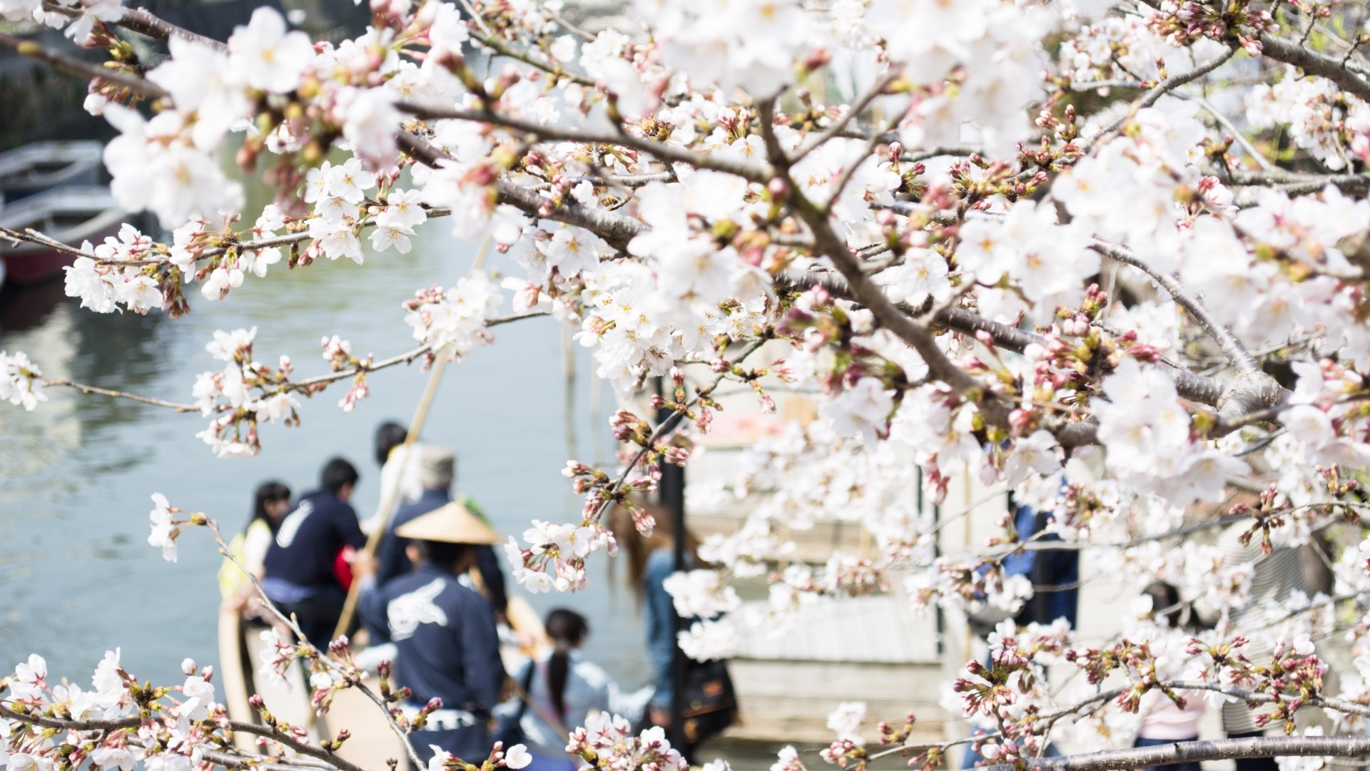 【観光情報】春の柳川川下り。縦横に堀割が巡る世界有数の水と共生する水郷柳川と満開桜をお愉しみ下さい。