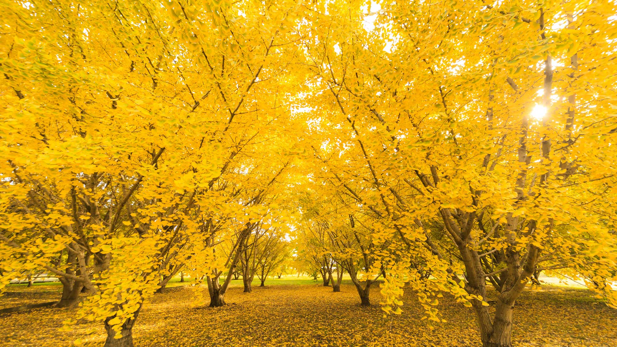 【周辺観光】11月中旬から下旬にかけてが見頃。八女を代表する秋の銀杏の木をぜひご覧ください。