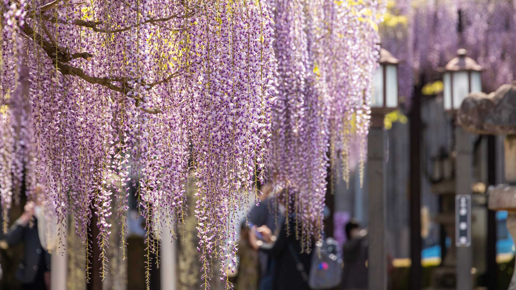 【周辺観光】開花期の４月下旬から５月上旬にかけて紫の花房を垂らした、藤の美しさは感動です。